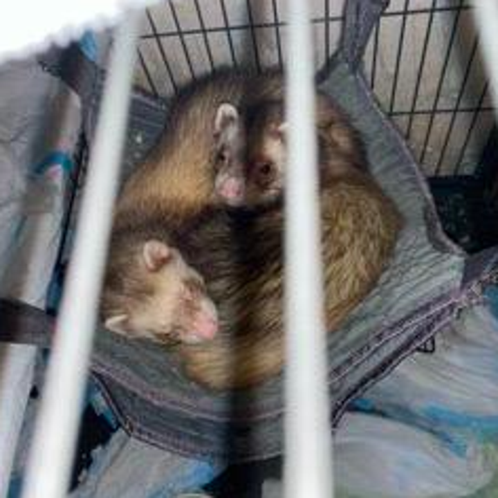 Two ferrets curled up in hammock