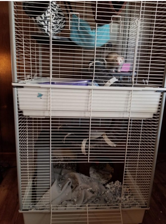 A ferret enjoying a two-story cage