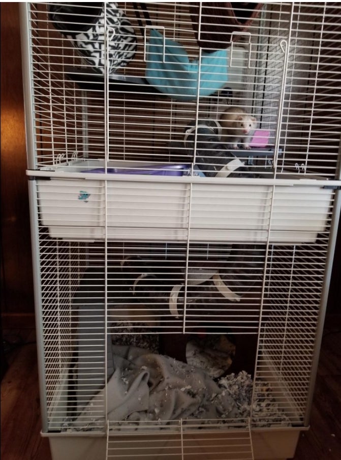 A ferret enjoying a two-story cage