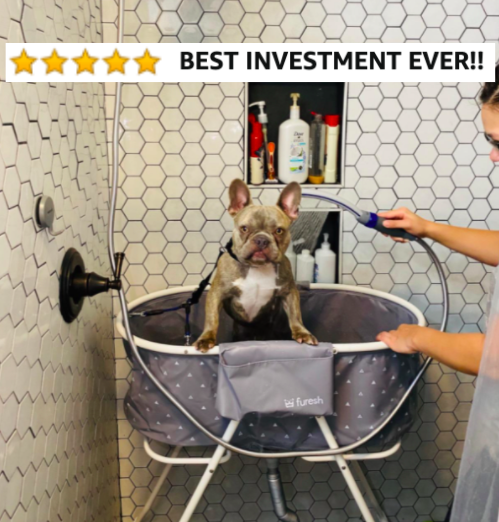 Reviewer washing their bulldog in the shower with the wash station with five star caption &quot;best investment ever&quot;