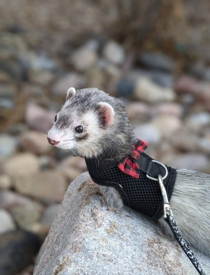 A ferret looking stylish in their harness with a bow