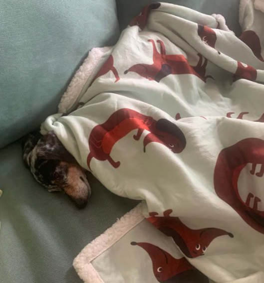 Reviewer&#x27;s dog wrapped in the blanket