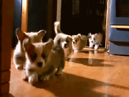 puppies running toward camera