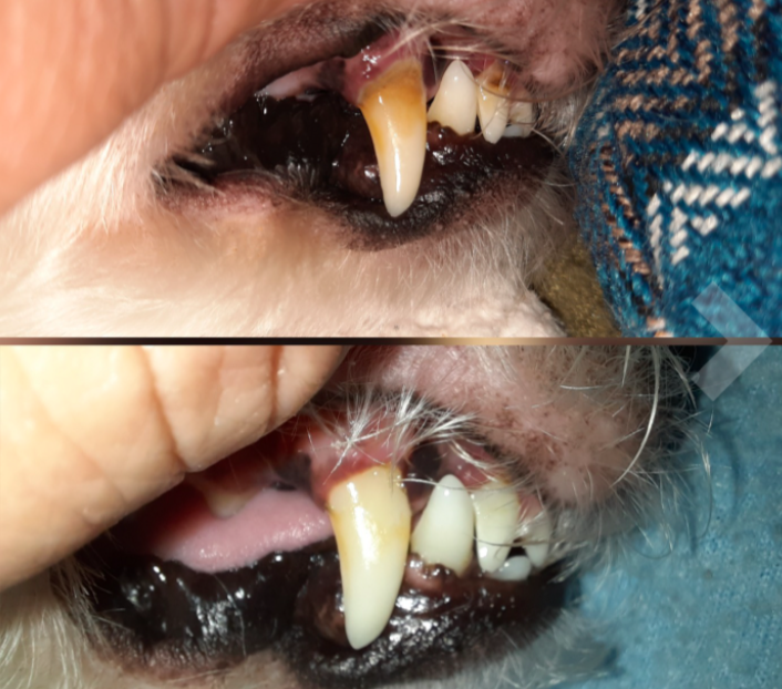 Reviewer&#x27;s before-and-after of dog&#x27;s yellow teeth and then clean teeth with much less plaque 