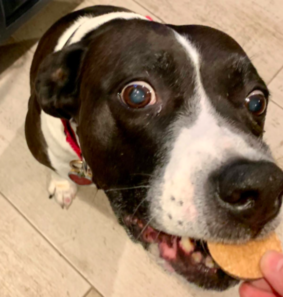 Reviewer&#x27;s dog eagerly taking the biscuit-like treat