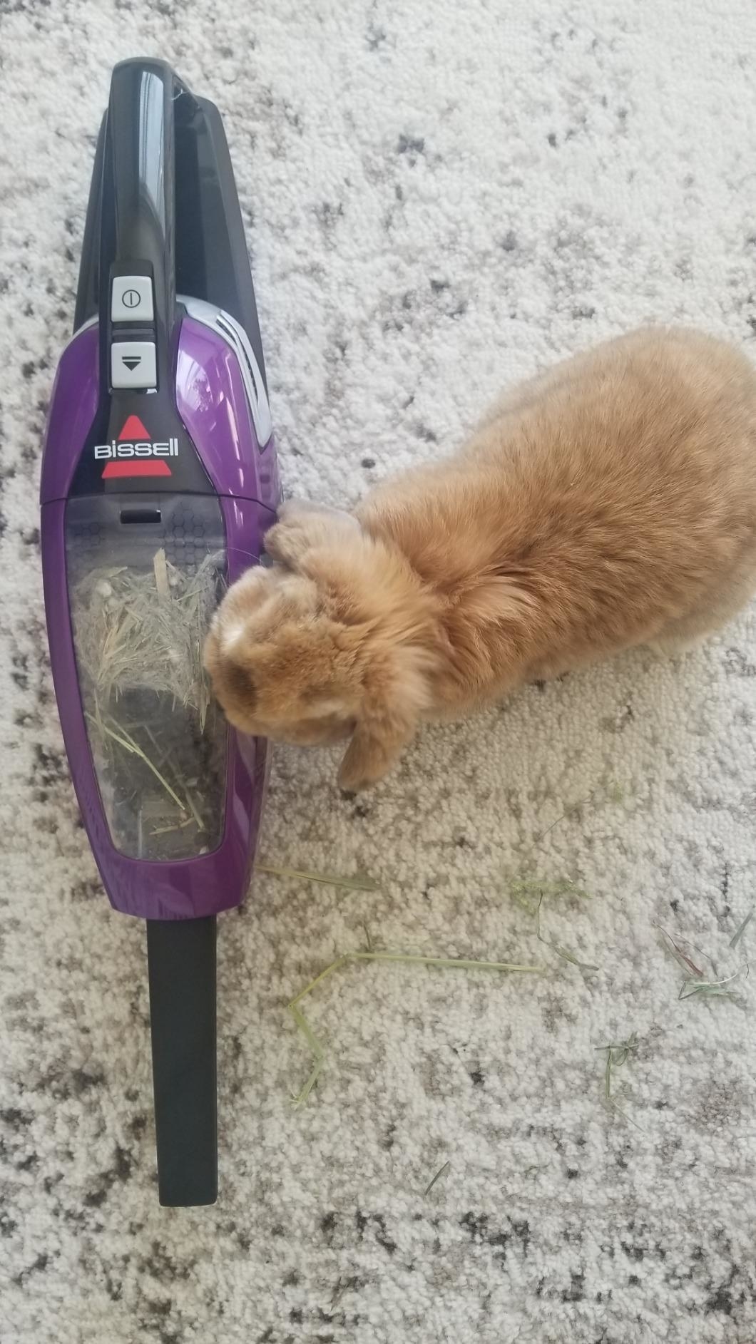 A bunny next to the full vacuum