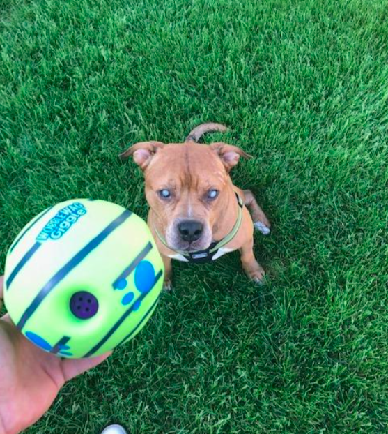 Reviewer holding the ball in front of their dog while playing outside 