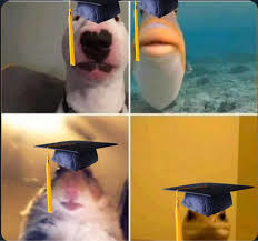 Animals virtually graduating.