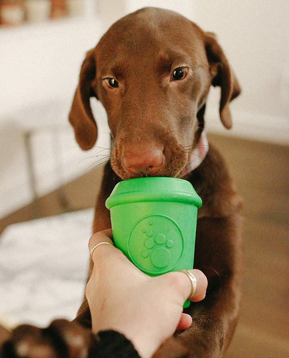 Dog sniffing the coffee cup-like treat dispensing toy