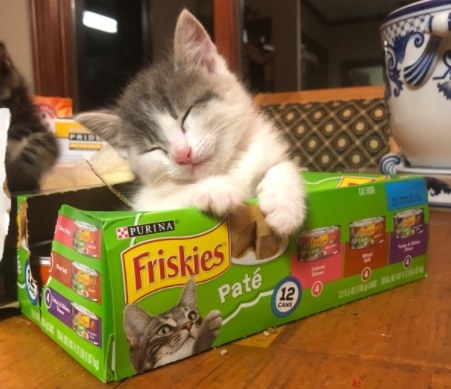 Reviewer&#x27;s cat sleeps in a green box of cat food