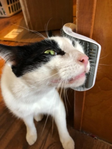 A reviewer&#x27;s cat who likes brushing up on this grooming brush. 