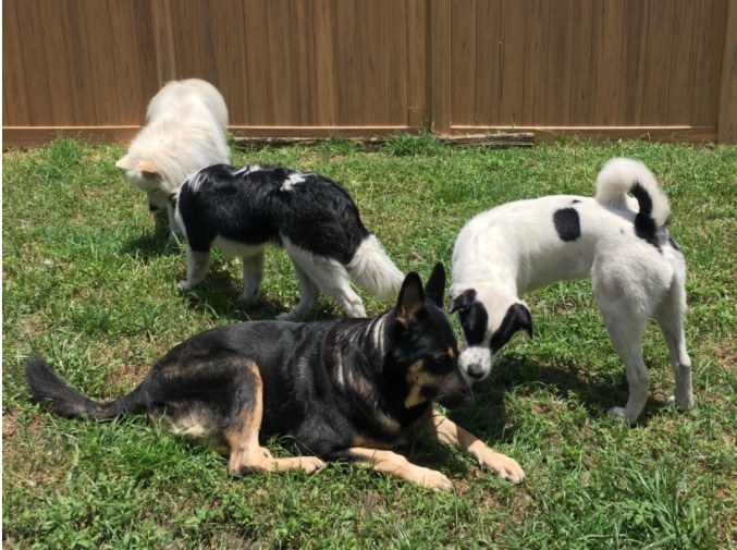 A reviewer&#x27;s photo of all her beautiful fur children. 