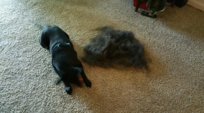 A reviewer&#x27;s dog sat aside all the hair removed from this carpet broom. 