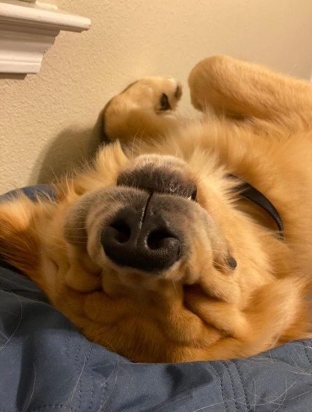 Reviewer&#x27;s dog lounging in bed. 