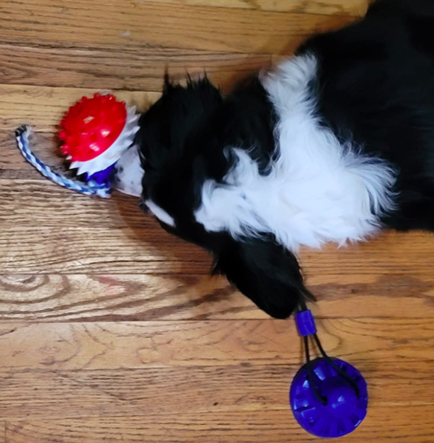 Reviewer&#x27;s dog chewing on the ball