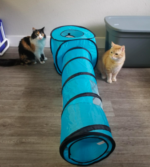 Reviewer&#x27;s two cats sitting with the play tunnel 