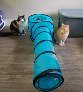 Reviewer's two cats sitting with the blue play tunnel 