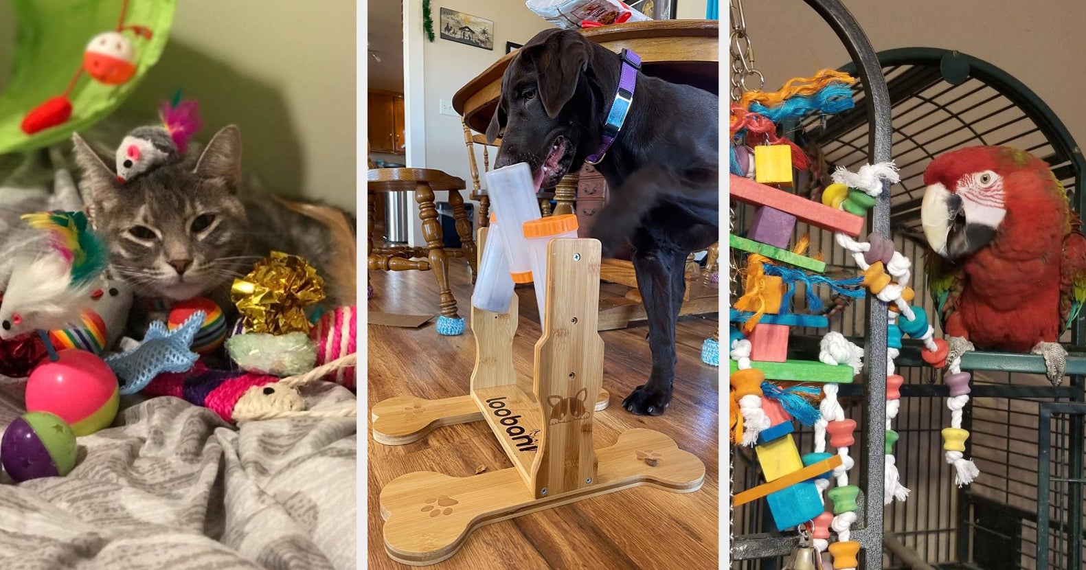 25 Things From Amazon To Keep Your Pet Busy All Day