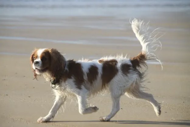Dog breed selector quiz hot sale buzzfeed