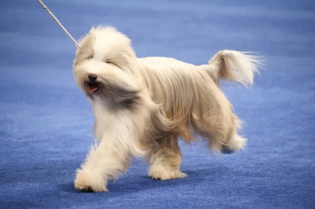 Guess the dog breed buzzfeed discount