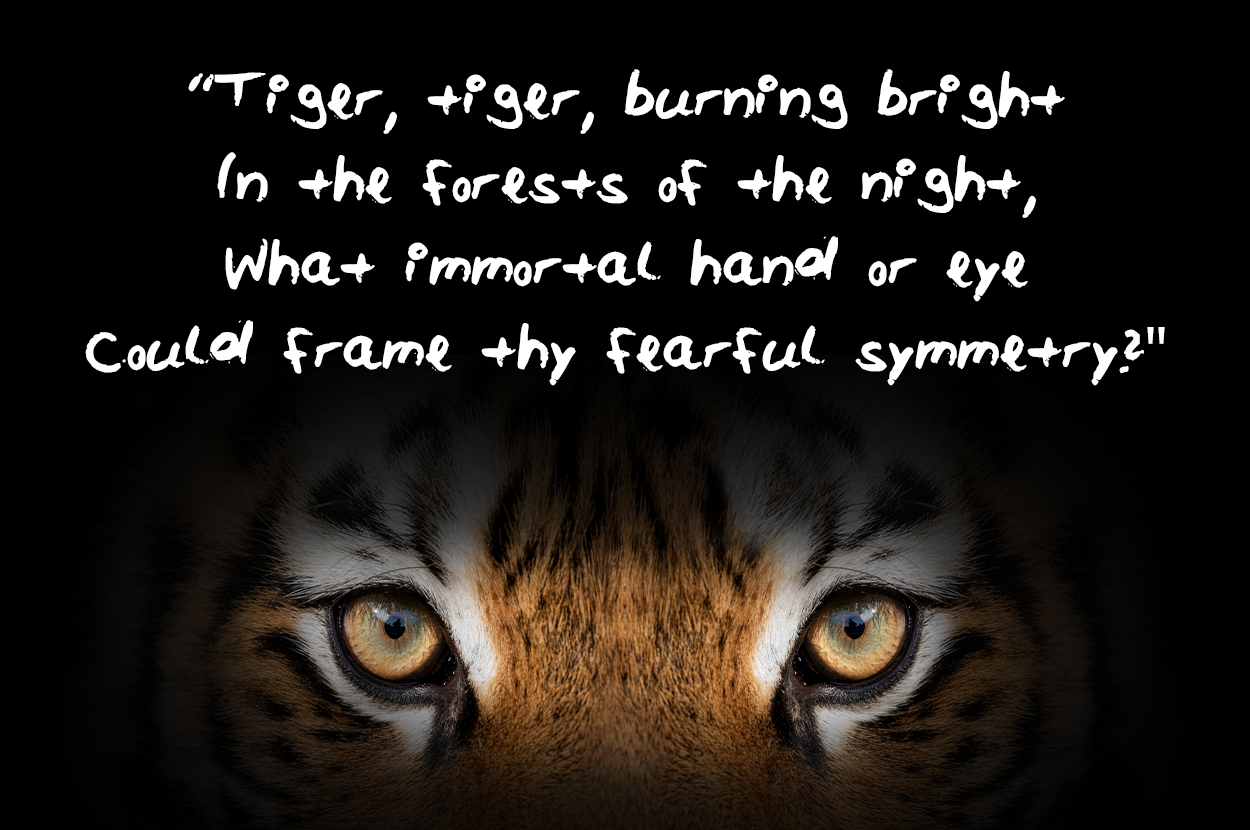 Tiger tiger burning bright In the forests of the night What immortal hand or eye Could frame thy fearful symmetry