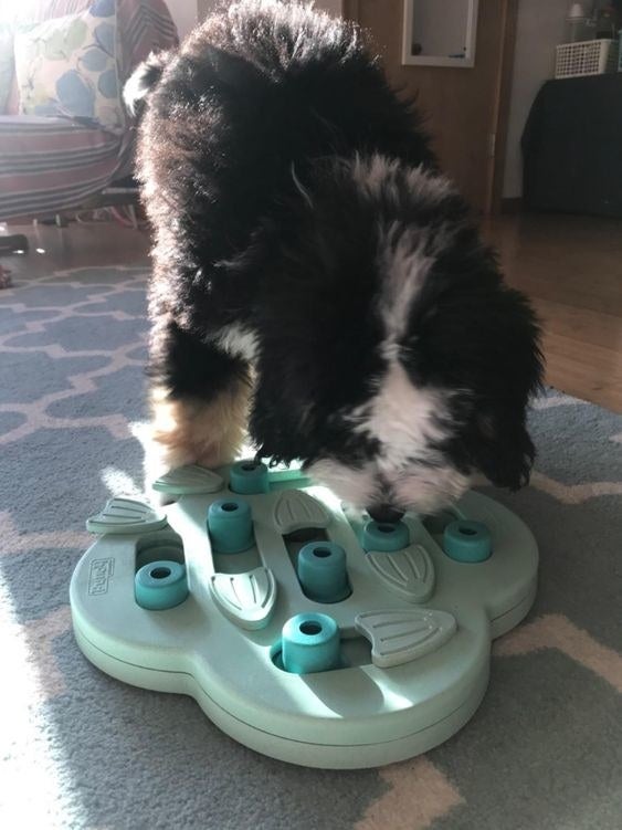 Reviewer&#x27;s puppy playing with the interactive puzzle 