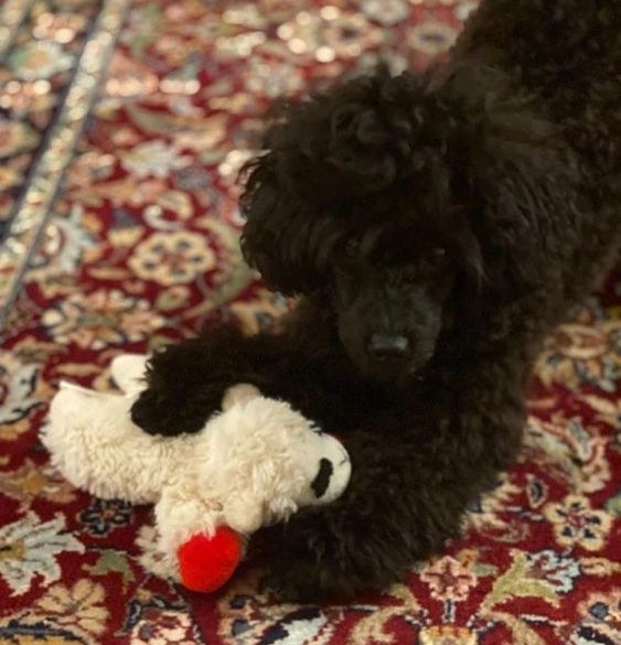 Reviewer&#x27;s poodle puppy cuddling with the lamb plush toy