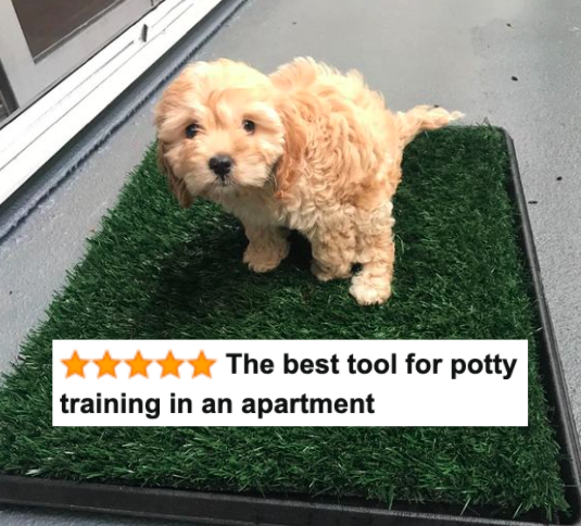 Reviewer&#x27;s puppy sitting on the grass mat with five-star caption that says &quot;the best tool for potty training in an apartment&quot;