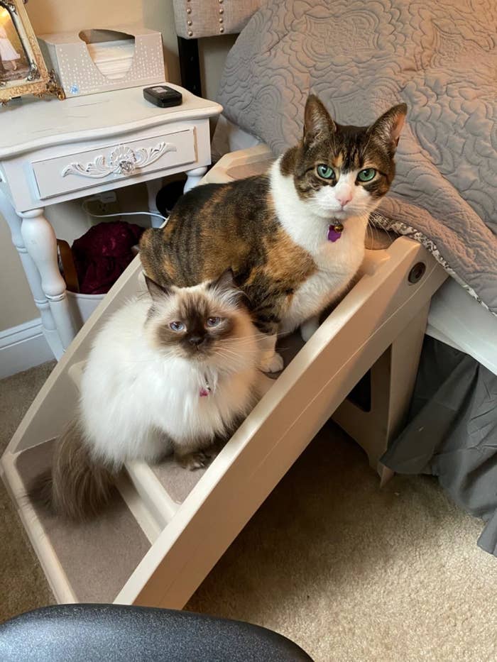 Reviewer&#x27;s photo of their two cats on the pet stairs