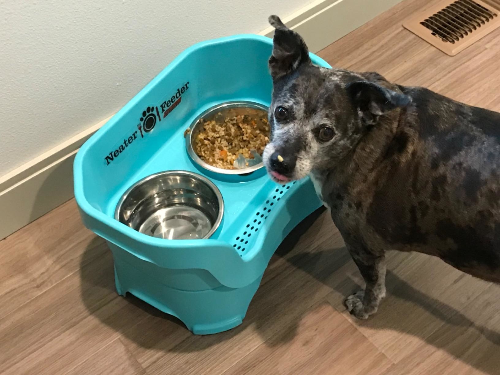 Reviewer&#x27;s photo of their dog eating out of the food bowl in the color Aquamarine