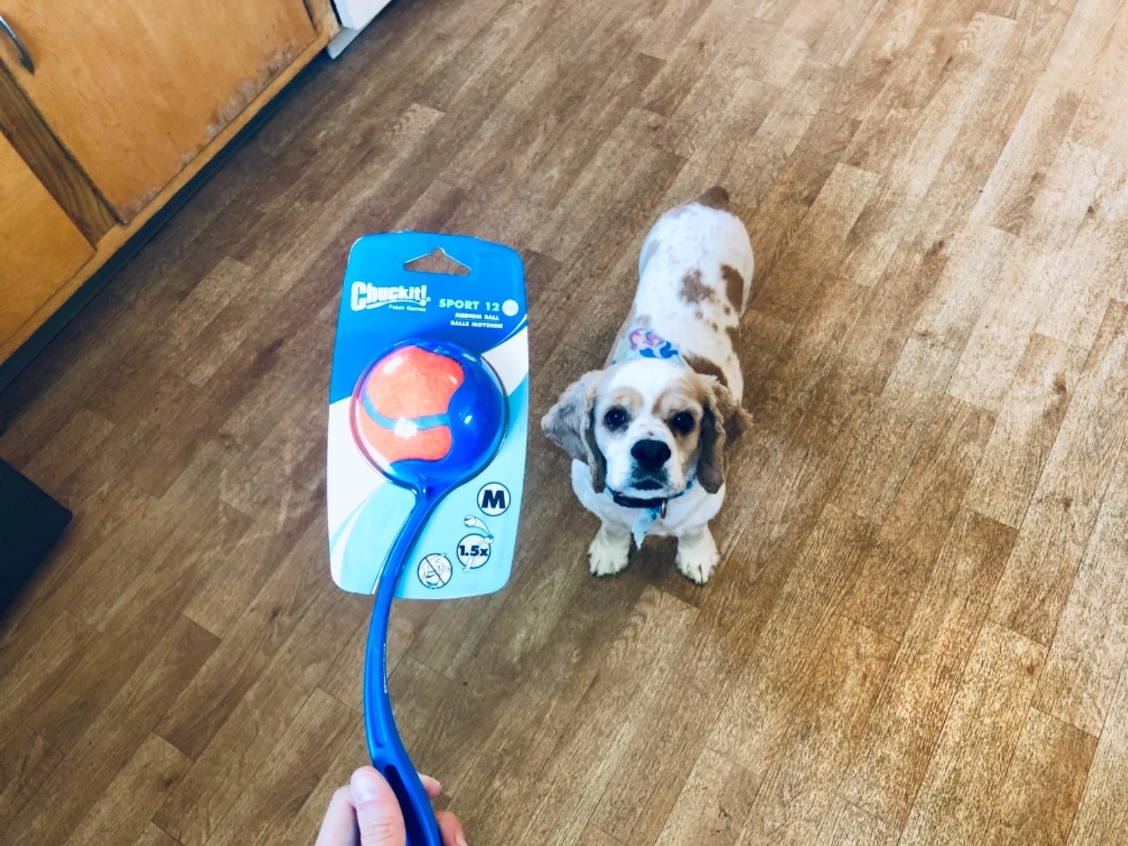 Reviewer&#x27;s photo of the dog toy launcher 