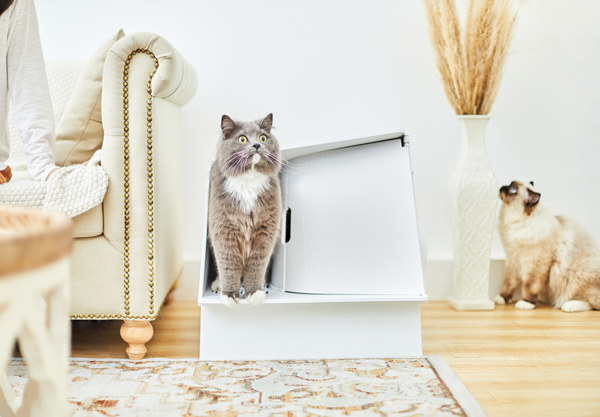 Cat exiting White Villa litter box in stylish living room.