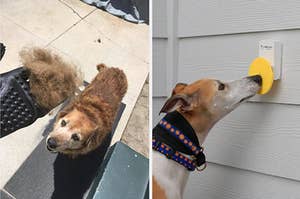 A person demonstrating grooming gloves / a dog using a doggie door bell