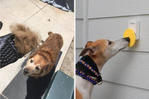 A person demonstrating grooming gloves / a dog using a doggie door bell