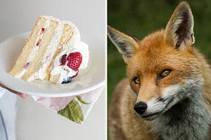A vanilla slice of cake is on the left with a fox smiling on the right