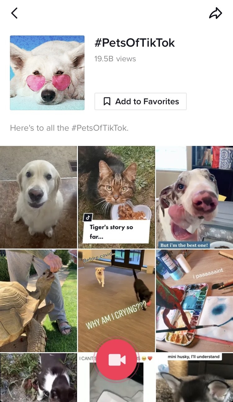 Screenshot of the TikTok app with pictures of pets