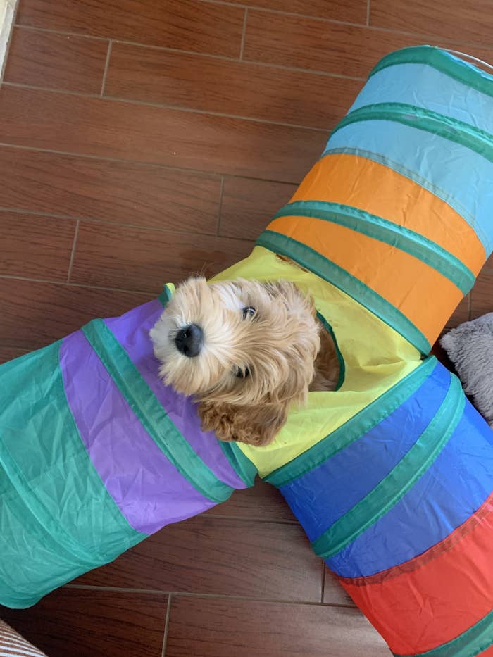 a cute fluffy puppy playing in a tunnel and looking at you all sweet
