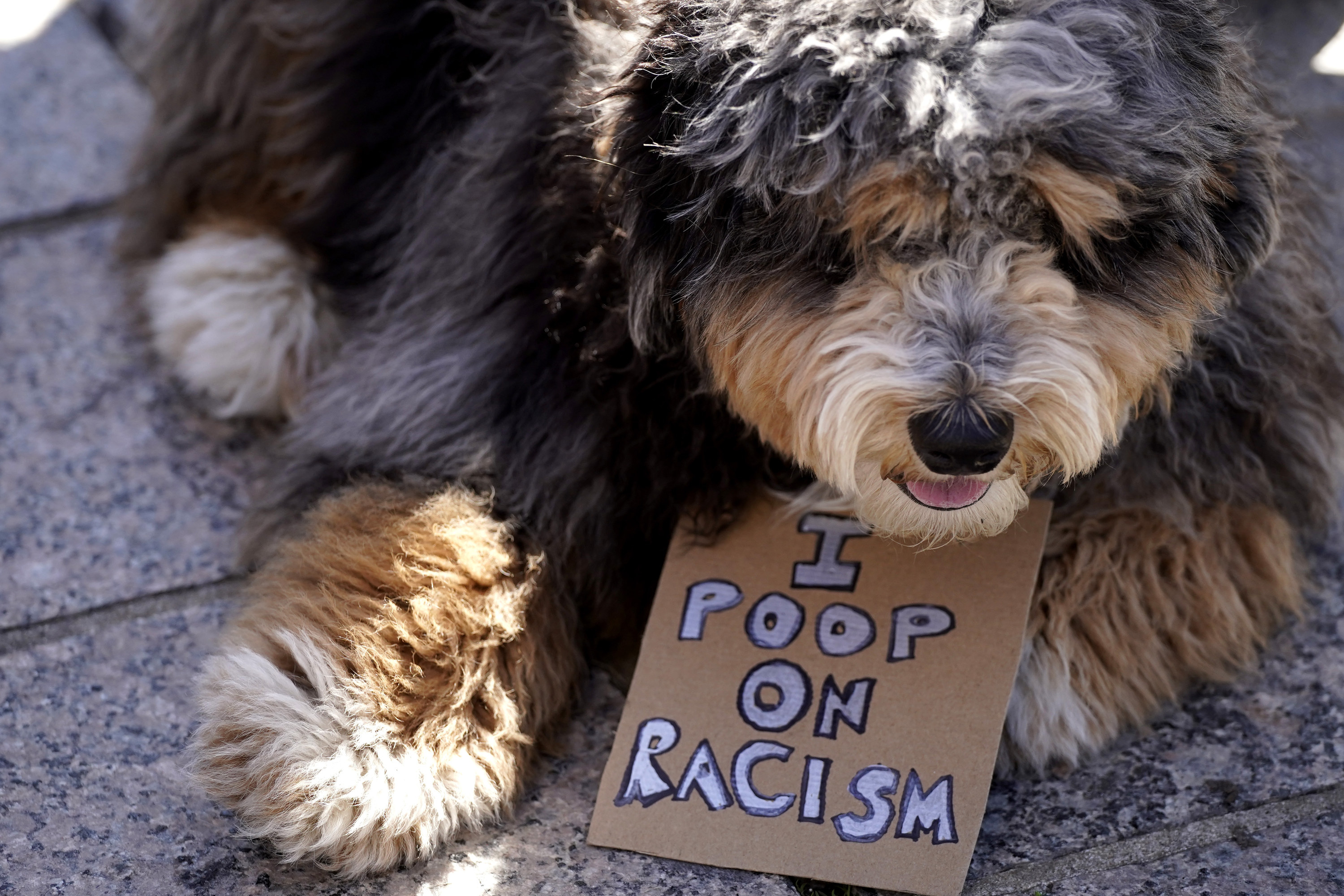 Dog with a sign that says, &quot;I poop on racism&quot;