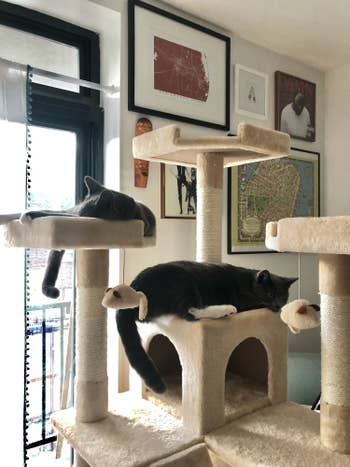 A BuzzFeed editor's two cats hanging out on the cat tree