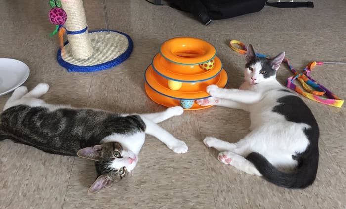 a reviewer&#x27;s cats playing with the ball toy