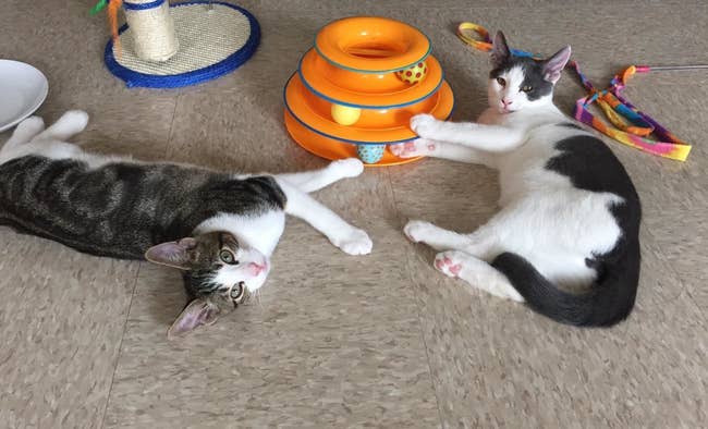 a reviewer's cats playing with the ball toy