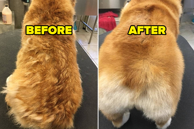 L: Disheveled dog R: The same dog with its coat neatly brushed out