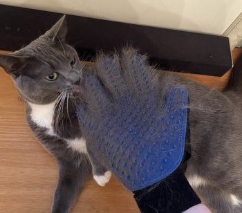 A BuzzFeed editor brushing their cat with the blue deshedding glove