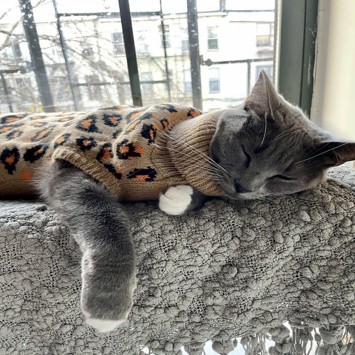 A BuzzFeed editor's gray cat wearing the leopard sweater 