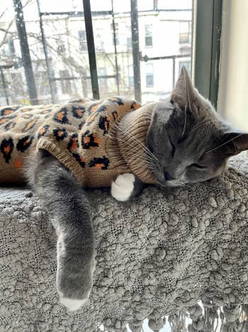 A BuzzFeed editor's gray cat wearing the leopard sweater 