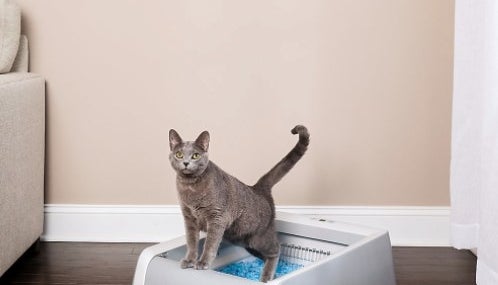 The self cleaning litter box with a cat in it