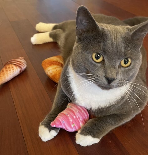 28 Best Cat Toys And Products For Picky Cats