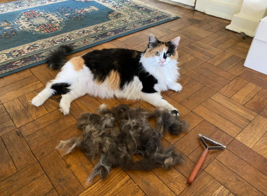 Reviewer&#x27;s cat next to a large pile of fur and the grooming brush 