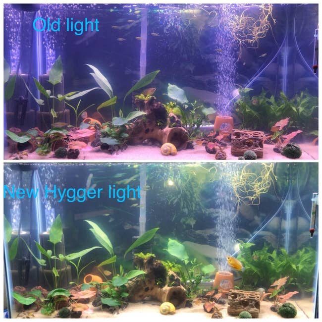 before: tank with darkish lighting after: well lit tank 