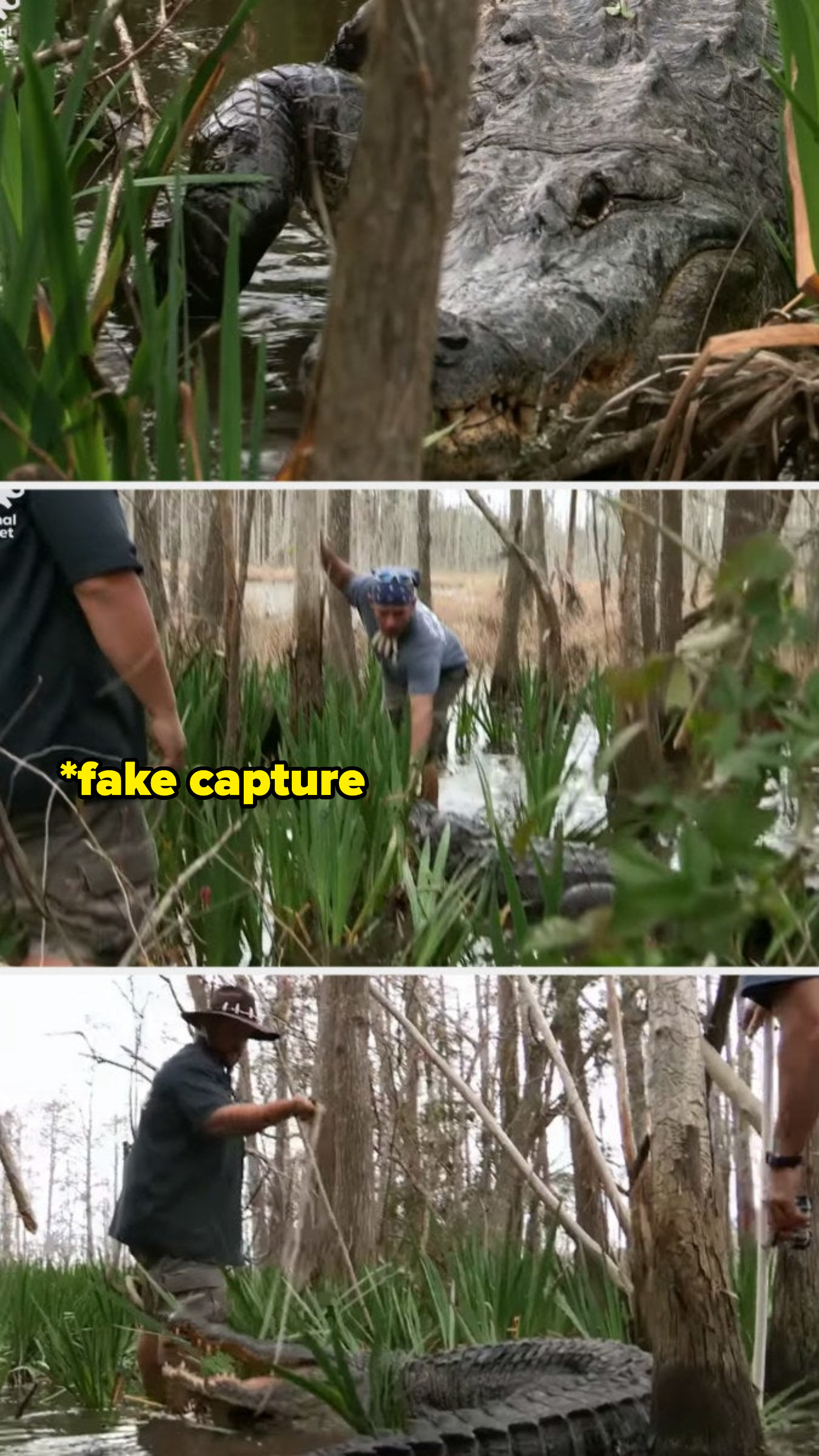 The gator boys capturing a gator in a swamp with the text &quot;fake capture&quot;